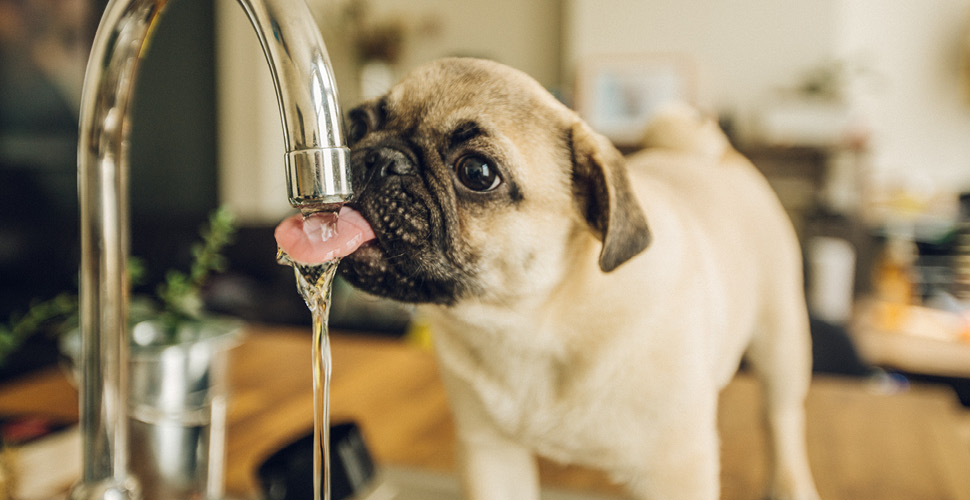 The Dog Days of Summer: Ensuring Proper Hydration for Pets