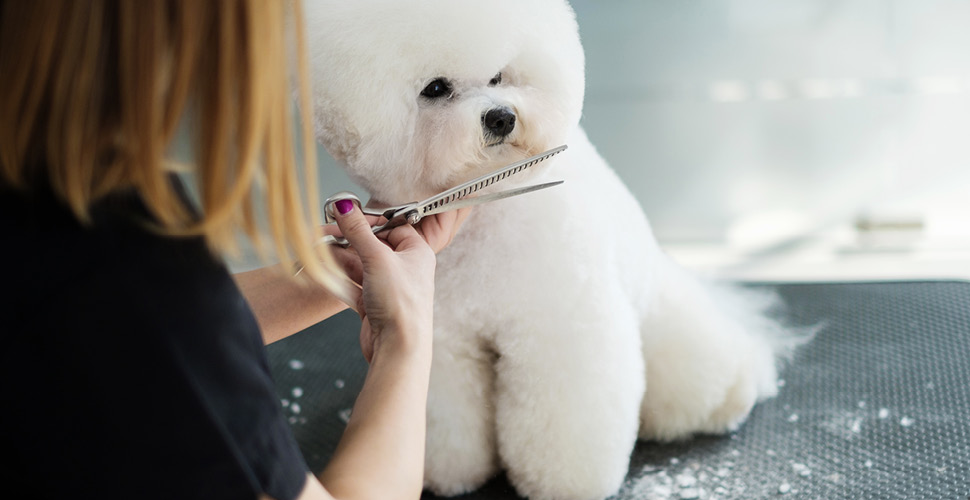 Beat the Heat: Essential Summer Grooming Tips for Dogs