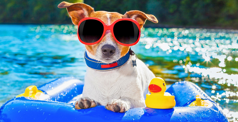 No Summer Scorch: A Guide for Every Pet Lover