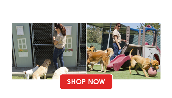 Pet Services Products
