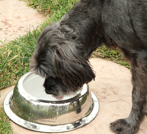 Dog Pic drinking close up