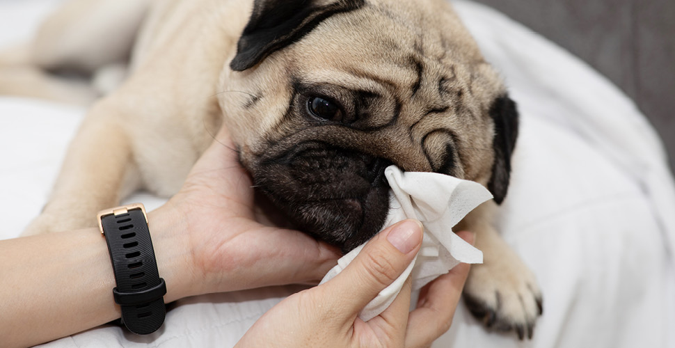 Seasonal Allergies in Pets: Signs and Solutions