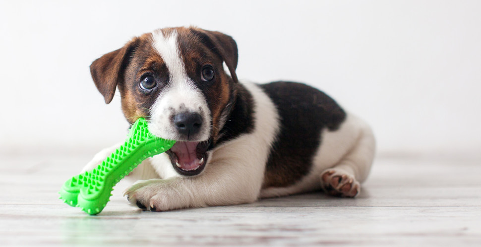 The Do’s and Don’ts of DIY Pet Toys: Safety First!