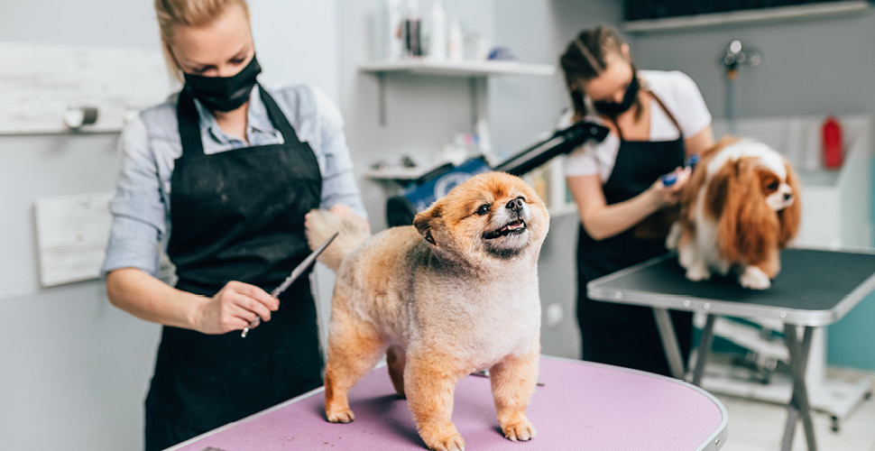 Grooming Essentials: Keeping Your Pet Well-Groomed in Fall