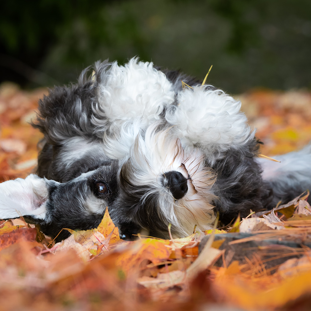 Festive Fall Activities: Engaging Your Pet in Autumn Fun