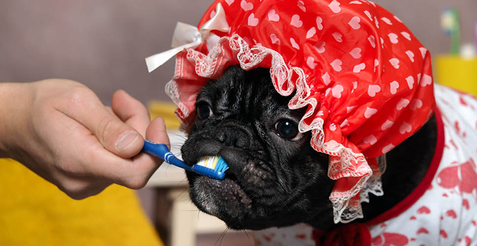 February Focus: Dental Health Tips for Pets