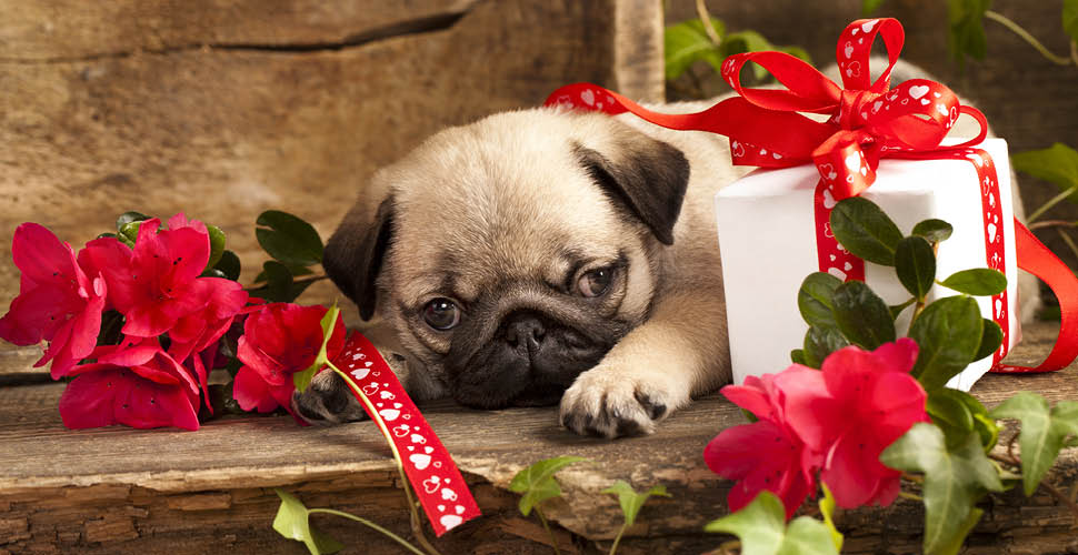 Super Unique Ways to Include Your Furry Friends in Valentine’s Day
