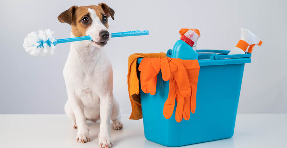 Pet Poison Prevention Awareness Month: Keeping Your Pets Safe from Common Household Hazards