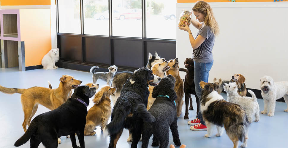 Behind Every Happy Pet: A Tribute to Our Incredible Pet Care Staff