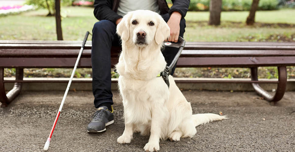 Guiding Lights: Honoring Our Canine Heroes on International Guide Dog Day