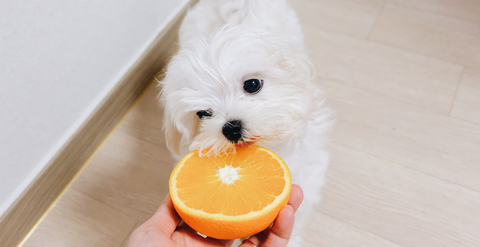 Top Tips for a Healthy Pet Diet: What You Need to Know