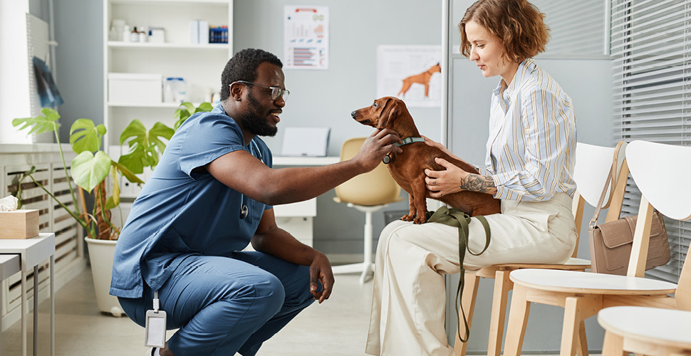 Finding the Perfect Vet: Key Factors to Consider for Your Pet’s Health