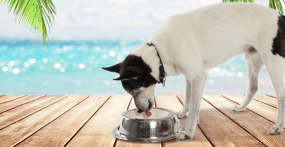 Keeping Your Pets Hydrated This Summer