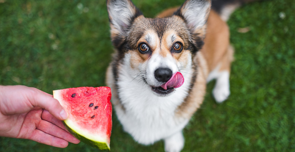 Delicious and Nutritious Summer Recipes for Your Pets