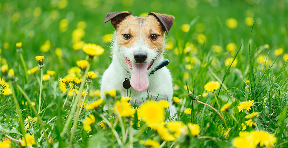 Sniffles and Sneezes: Managing Summer Allergies in Your Furry Friends