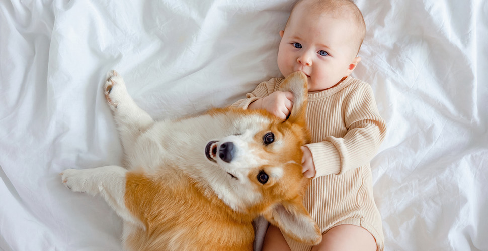 Sweet Introductions: Welcoming a New Baby to Your Pet Family This Summer