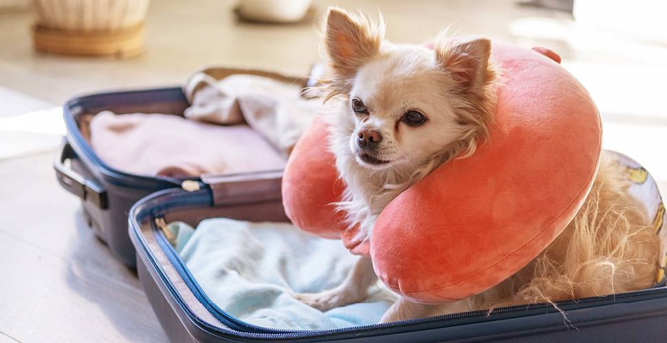 Eco-Friendly Travel: Tips for Vacationing with Your Pet