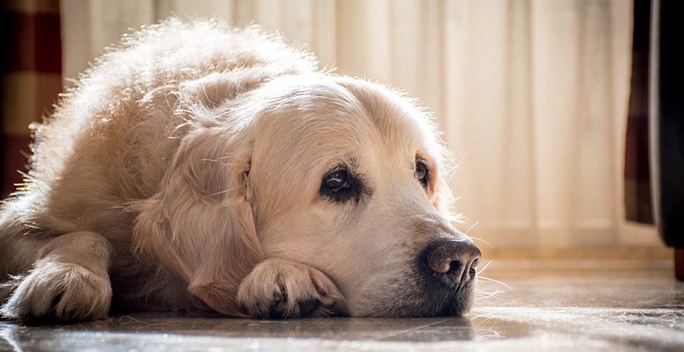 Senior Pet Care: Ensuring Golden Years Comfort