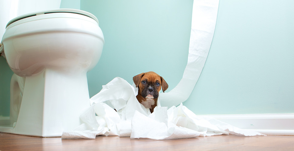 Handling Difficult Behavioral Issues in Pets: A Guide for Facilities