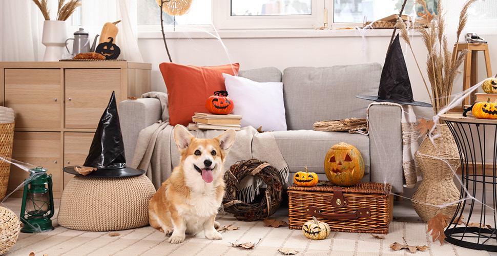 Hosting a Howl-o-ween Party: Tips for Pet Parents and Care Facilities