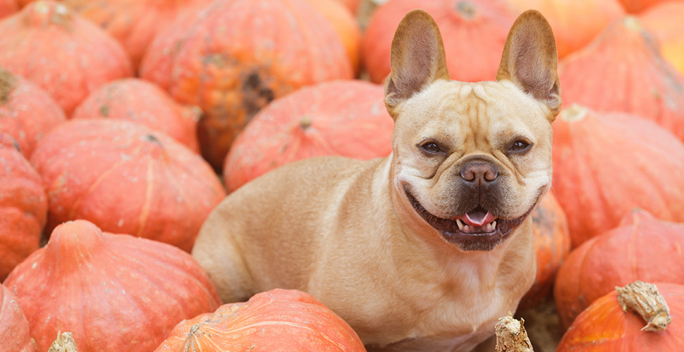 Prepping Your Pet for the Fall: A Seasonal Guide