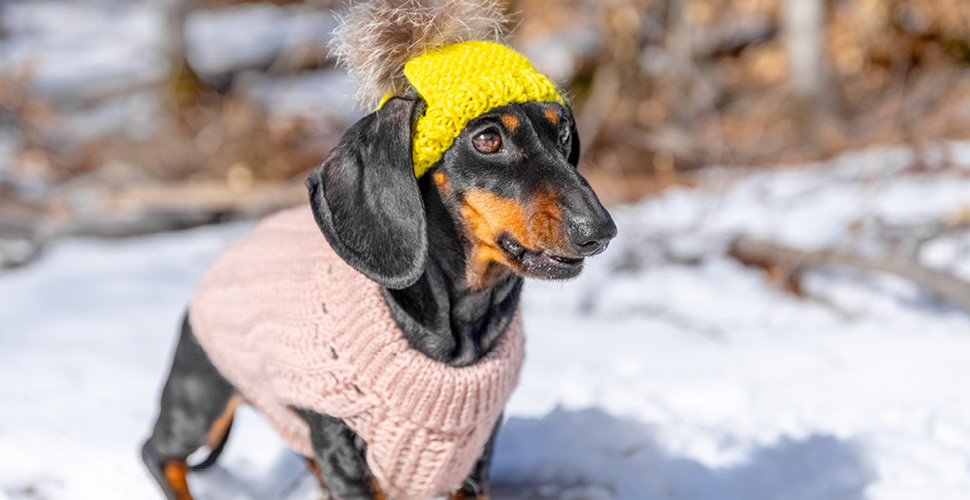 Preparing Pets for Cold Weather: Health Tips for Fall and Winter