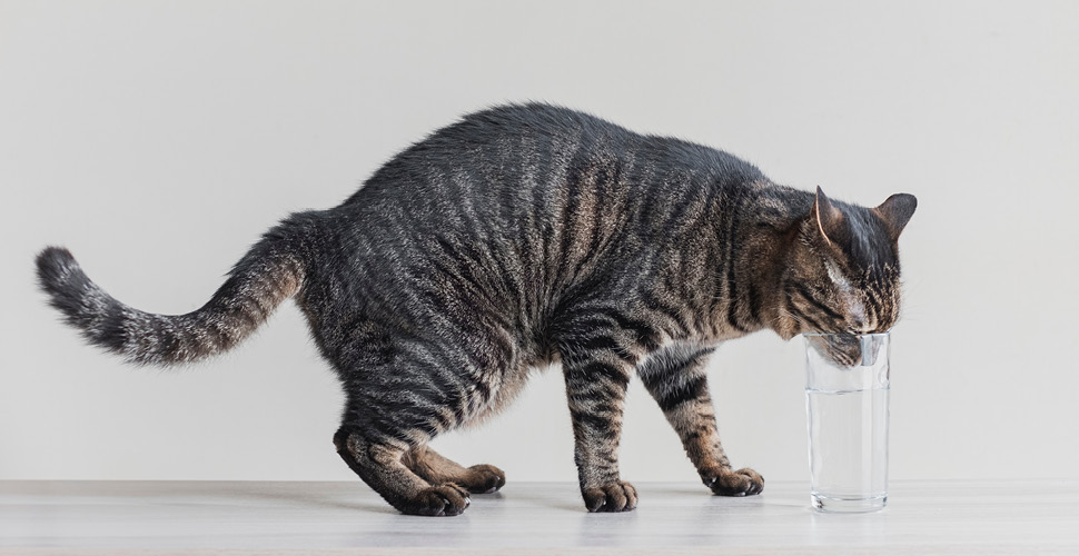 Winter Hydration Tips: Keeping Your Pet Properly Hydrated in Cold Weather