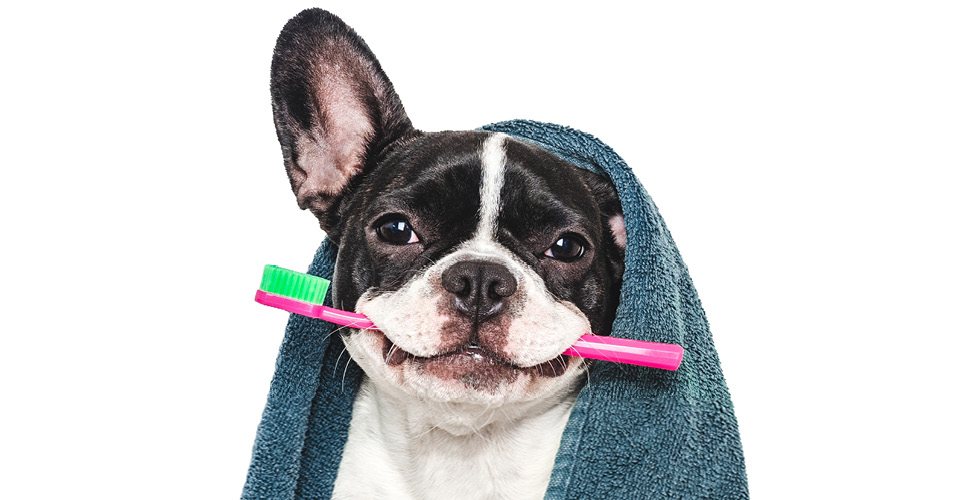 February is Pet Dental Health Month: How to Care for Your Pet’s Teeth Naturally