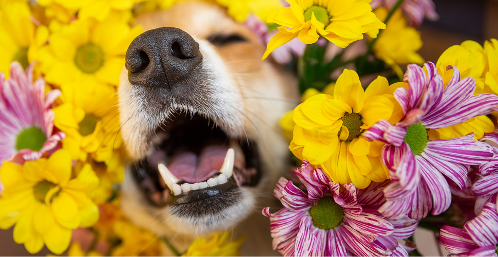 Allergy Season Is Here! How to Keep Your Pet Comfortable This Spring