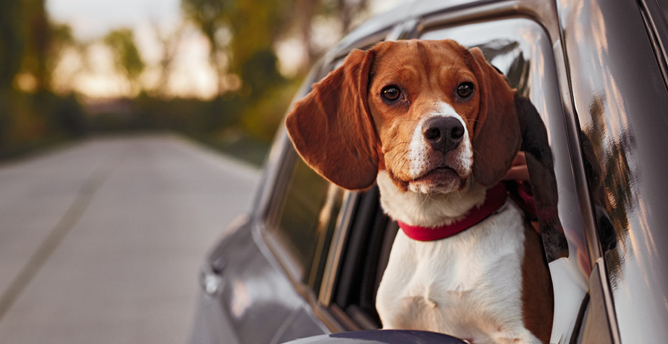 Pet Care Pros on the Go: 5 Tips to Stay Sustainable While Traveling with Pets